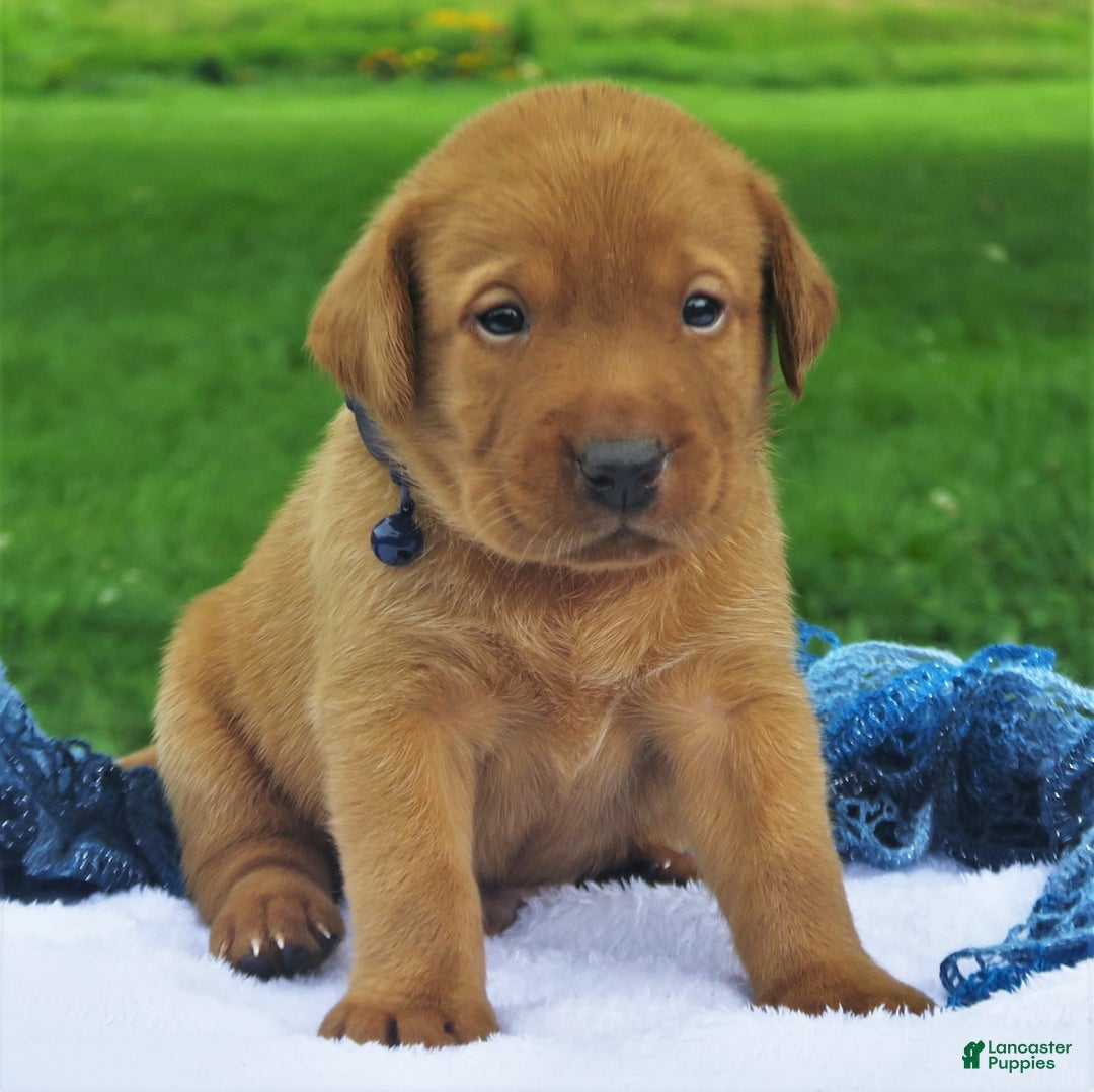 Labrador Retriever dogs for sale: Chipotle - Image 1