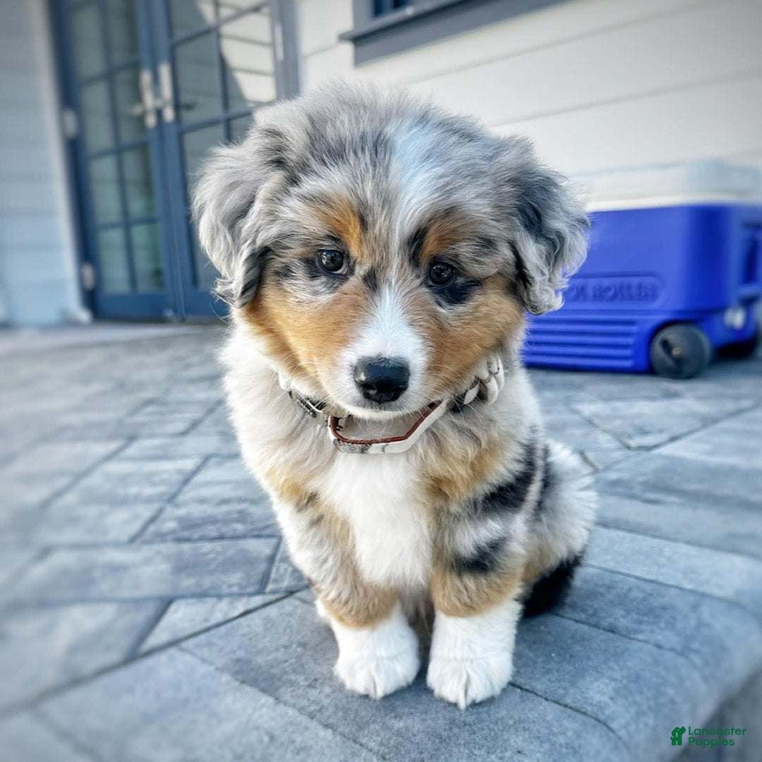 Australian Shepherd dogs for sale: Paris - Image 1