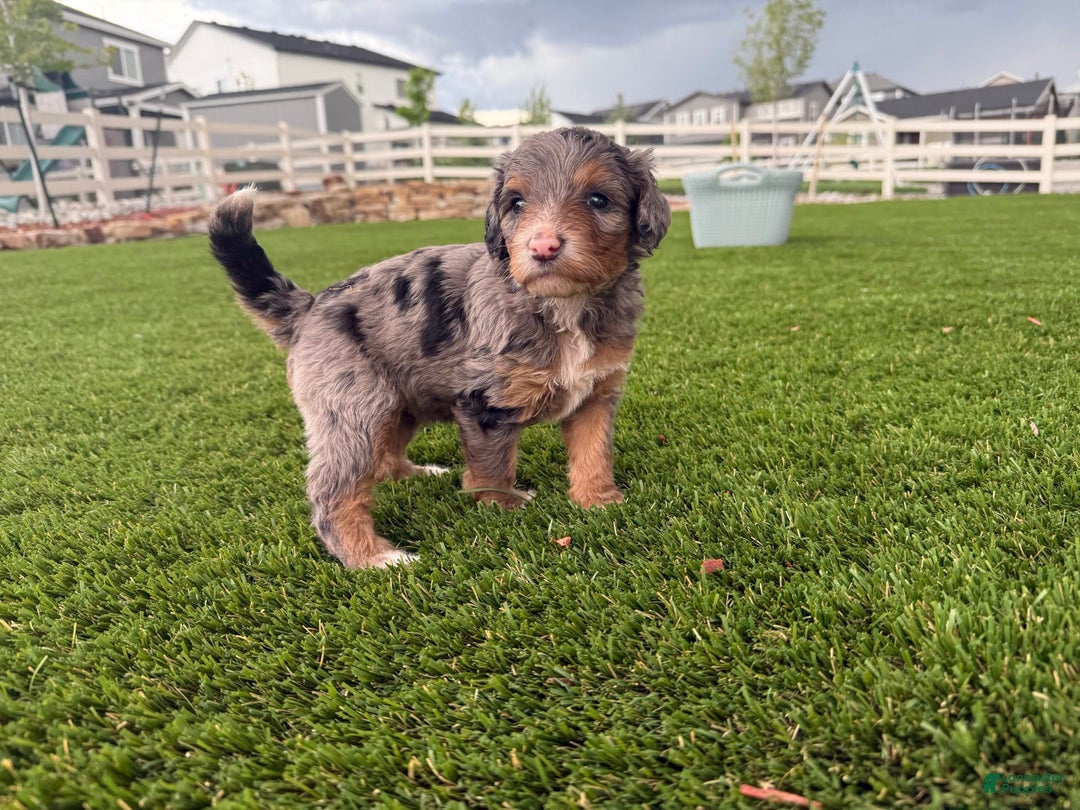 Bernedoodle dogs for sale: 9 - Image 2