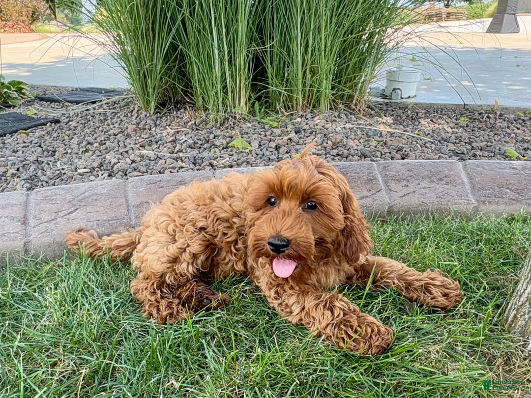 Cockapoo dogs for sale: Henry - Image 4