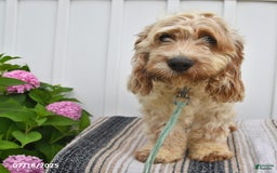 Cockapoo dogs for sale: Frisky - Image 4