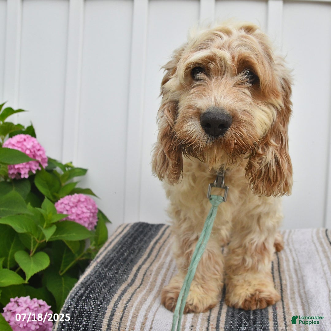 Cockapoo dogs for sale: Frisky - Image 4