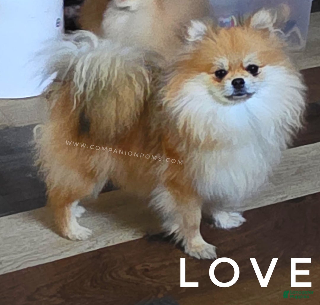 Pomeranian dogs for sale: Purse Pom - Love - Image 6