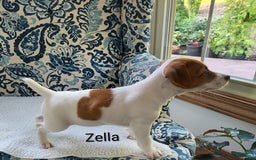 Jack Russell Terrier dogs for sale: Zella - Image 2