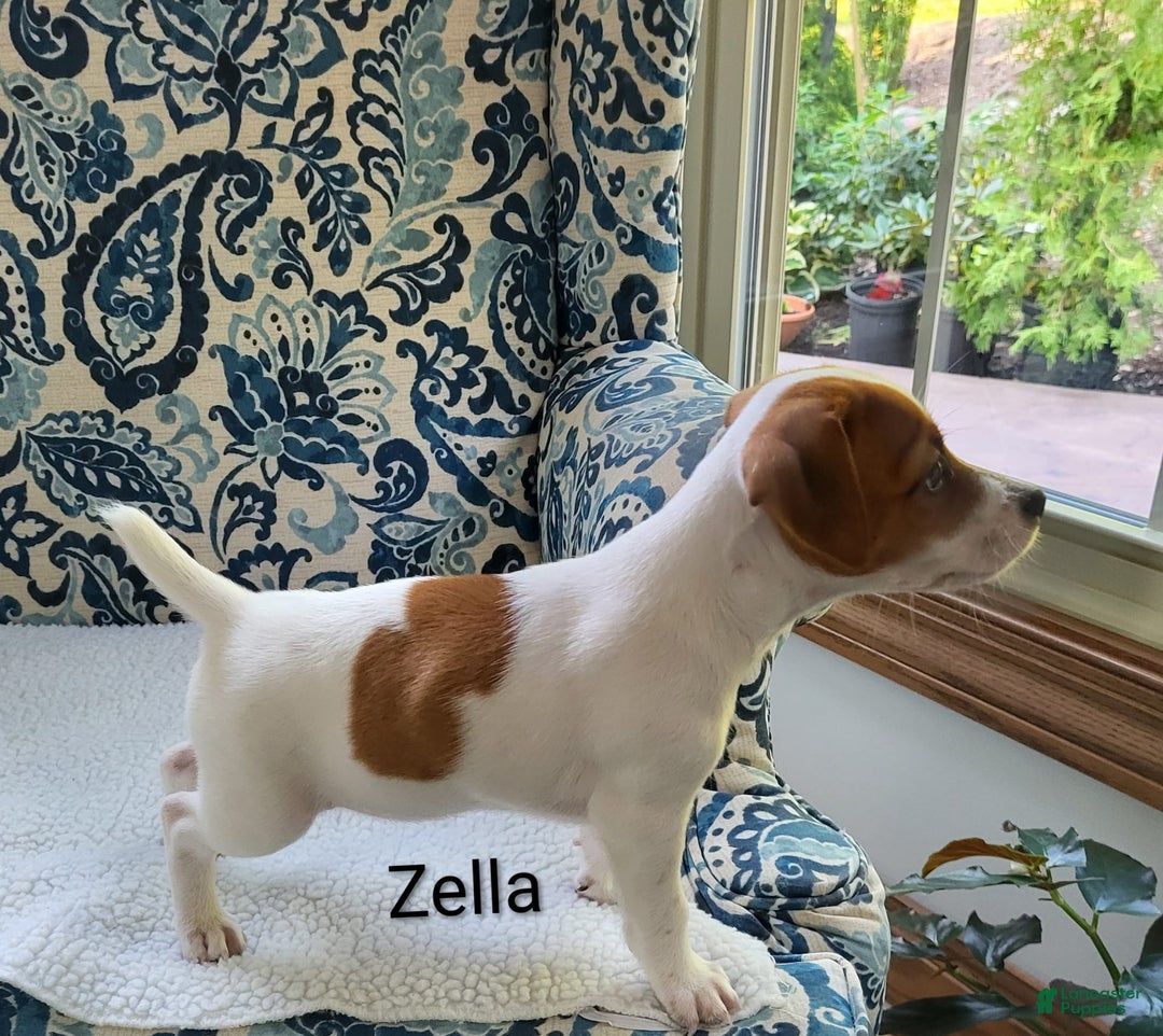Jack Russell Terrier dogs for sale: Zella - Image 2