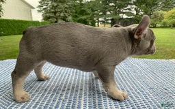 French Bulldog dogs for sale: Adele - Image 6
