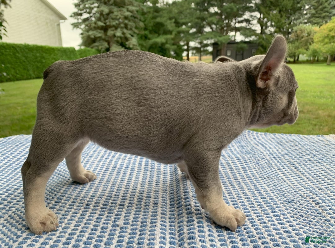 French Bulldog dogs for sale: Adele - Image 6