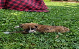 Boxer dogs for sale: Ryder - Image 3