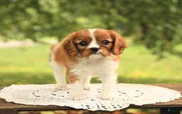 Cavalier King Charles Spaniel dogs for sale: Eden - Image 2