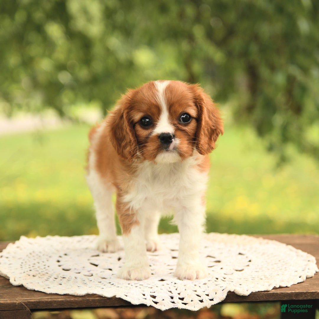 Cavalier King Charles Spaniel dogs for sale: Eden - Image 2
