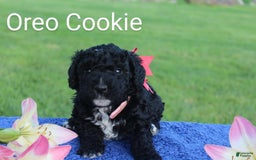 Spanish Water Dog dogs for sale: Oreo Cookie - Image 2
