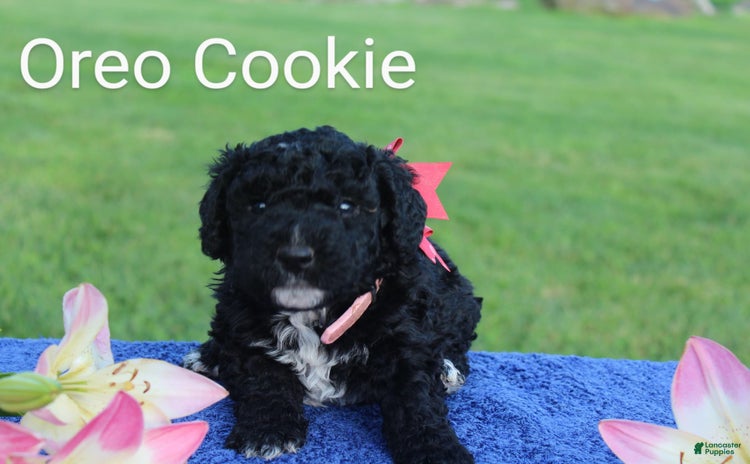 Spanish Water Dog dogs - Advert 7
