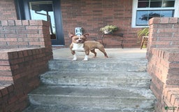 Boston Terrier dogs for sale: Marshall - Image 8