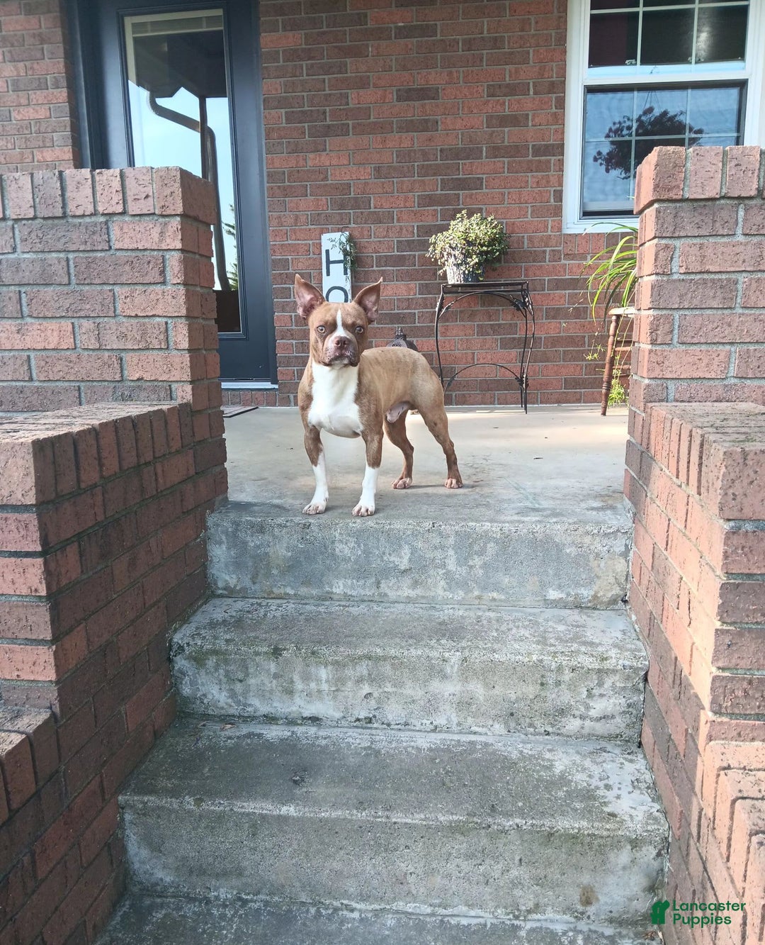 Boston Terrier dogs for sale: Marshall - Image 8