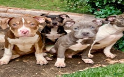 American Bully dogs for sale: Brookie - Image 7