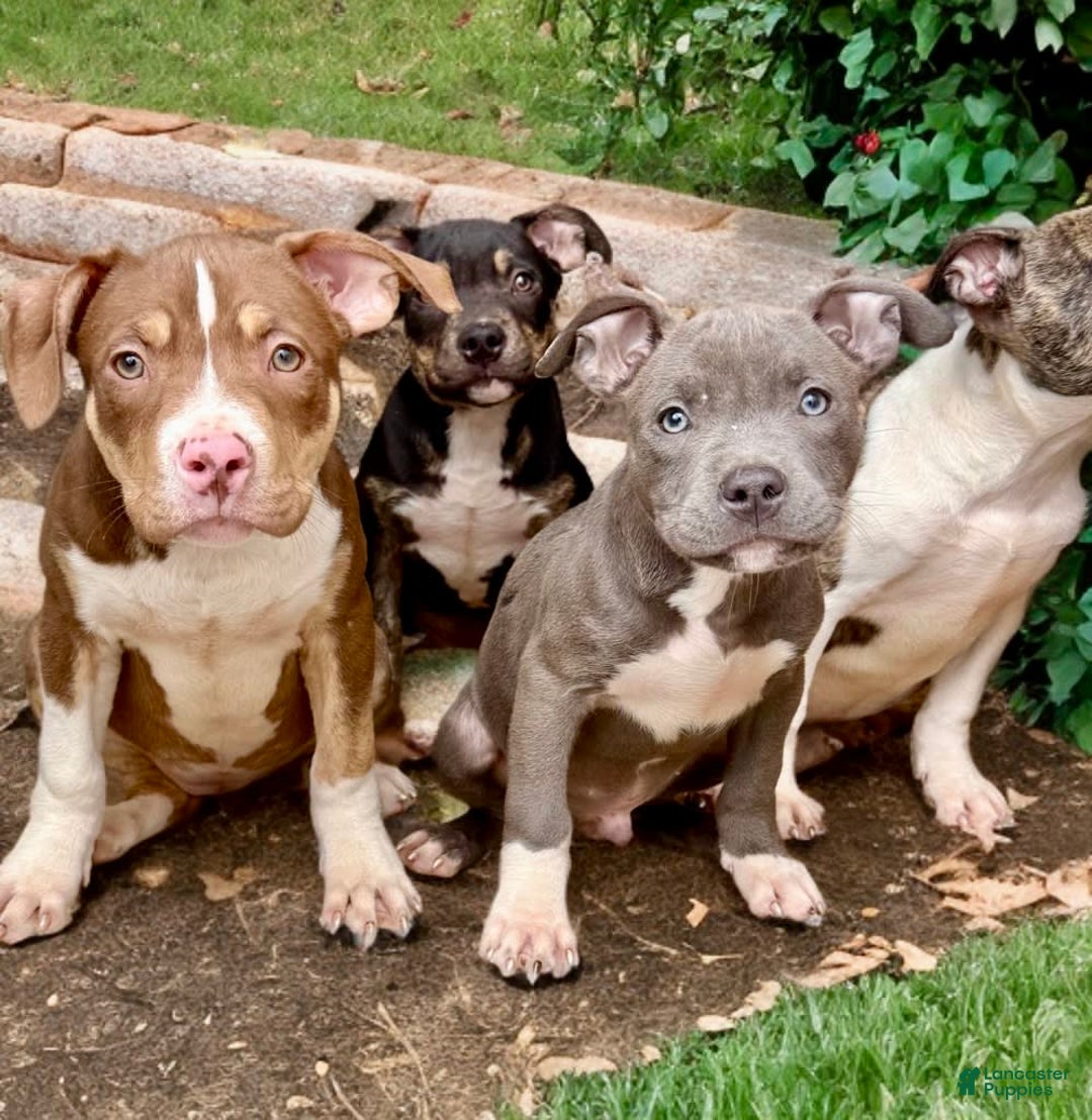 American Bully dogs for sale: Brookie - Image 7