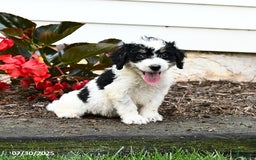Mini Bernedoodle dogs for sale: Clementine - Image 5
