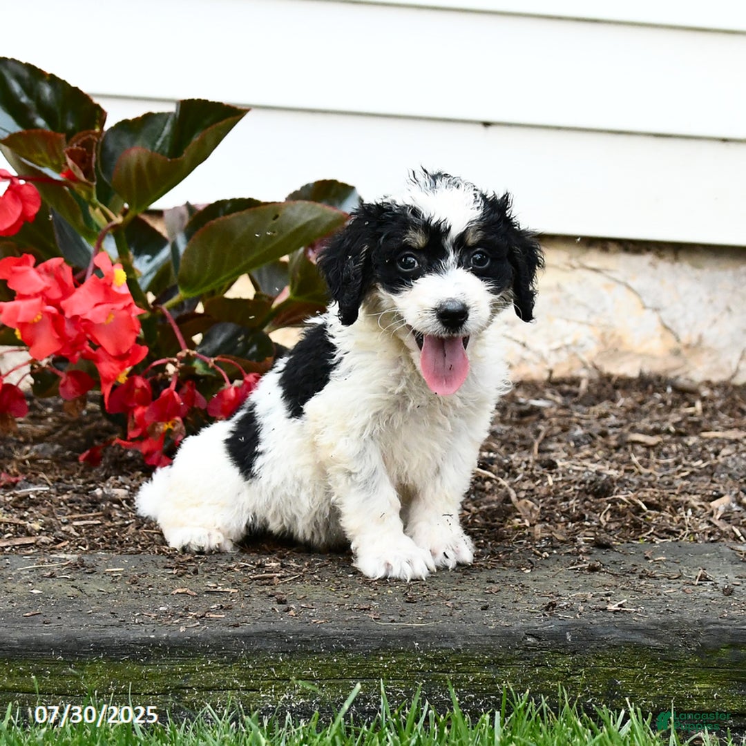 Mini Bernedoodle dogs for sale: Clementine - Image 5