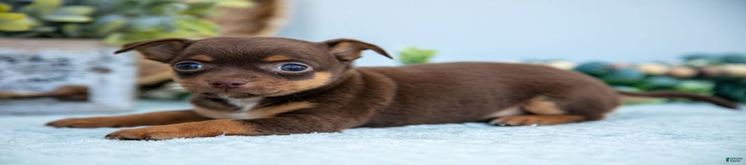 Percy