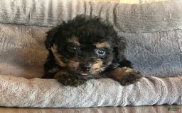 Bernedoodle dogs for sale: Micro Mini 5 - Image 1