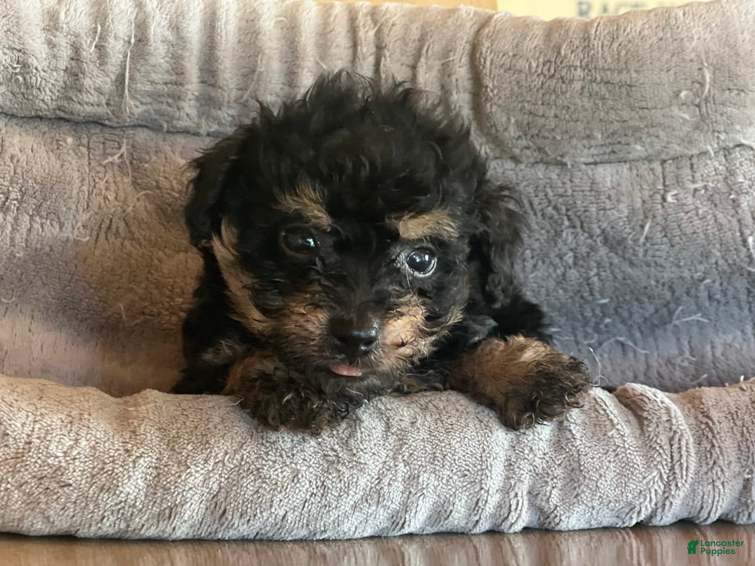 Bernedoodle dogs for sale: Micro Mini 5 - Image 1