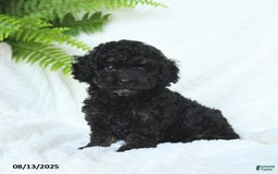 Miniature Poodle dogs for sale: Harmony - Image 1