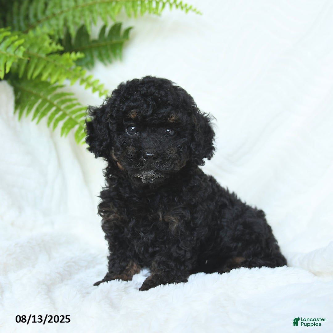 Miniature Poodle dogs for sale: Harmony - Image 1
