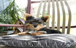 Yorkshire Terrier dogs for sale: Molly - Image 9