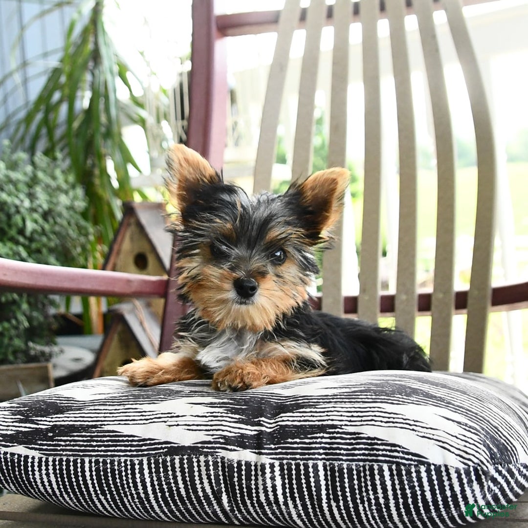 Yorkshire Terrier dogs for sale: Molly - Image 9