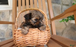 Shorkie dogs for sale: Khloe - Image 2