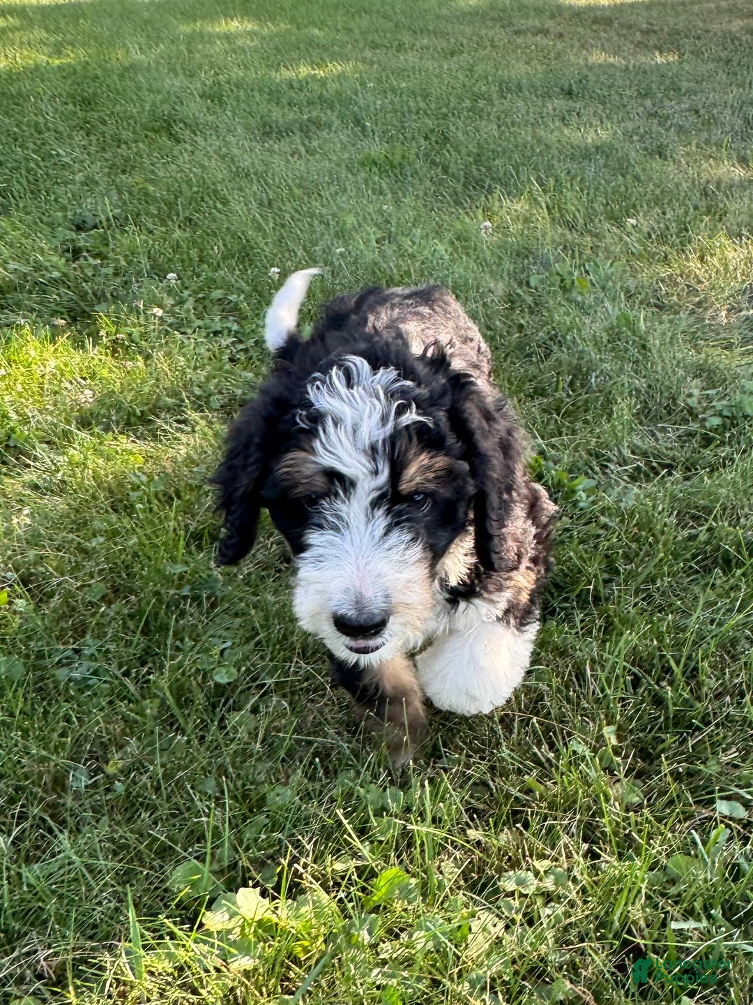 Bernedoodle dogs for sale: Sadie - Image 1