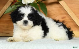 Teddy Bear dogs for sale: Summer - Image 4