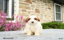 Mini Goldendoodle dogs for sale: Cassidy - Image 4