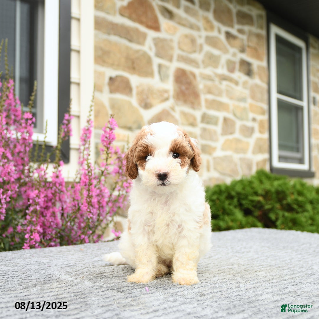 Mini Goldendoodle dogs for sale: Cassidy - Image 4