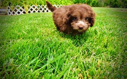 Havapoo dogs for sale: Rosie - Image 6