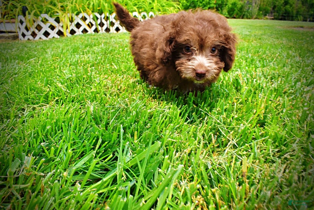 Havapoo dogs for sale: Rosie - Image 6