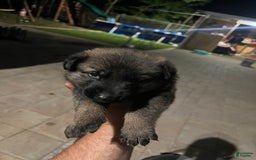 Belgian Malinois dogs for sale: Zimba - Image 1