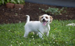 Cavapoo dogs for sale: Hana - Image 3