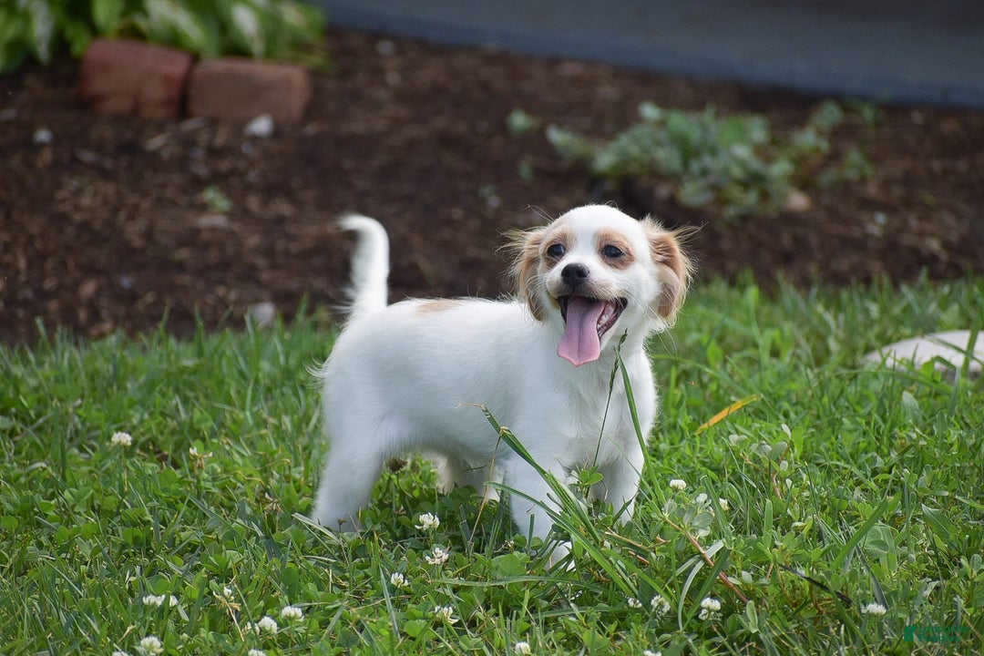 Cavapoo dogs for sale: Hana - Image 3