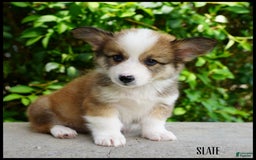 American Corgi dogs for sale: Slate - Image 1