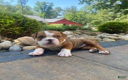 English Bulldog dogs for sale: Denver - Image 2