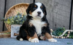 Bernese Mountain Dog dogs for sale: Bianca - Image 1