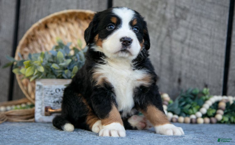 Bernese Mountain Dog dogs for sale - Ad 4