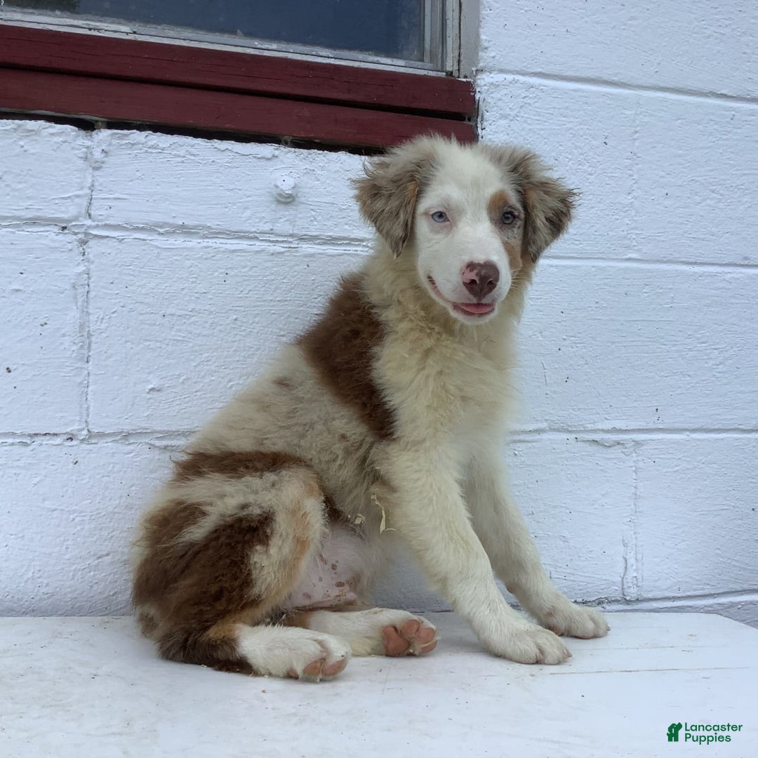 Australian Shepherd dogs for sale: Bradley - Image 5