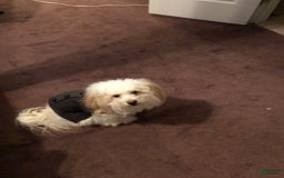 Cavachon dogs for sale: Snow - Image 4