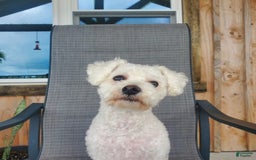 Bichon Frise dogs for sale: Buddy - Image 3