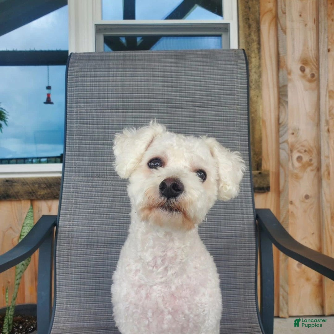 Bichon Frise dogs for sale: Buddy - Image 3