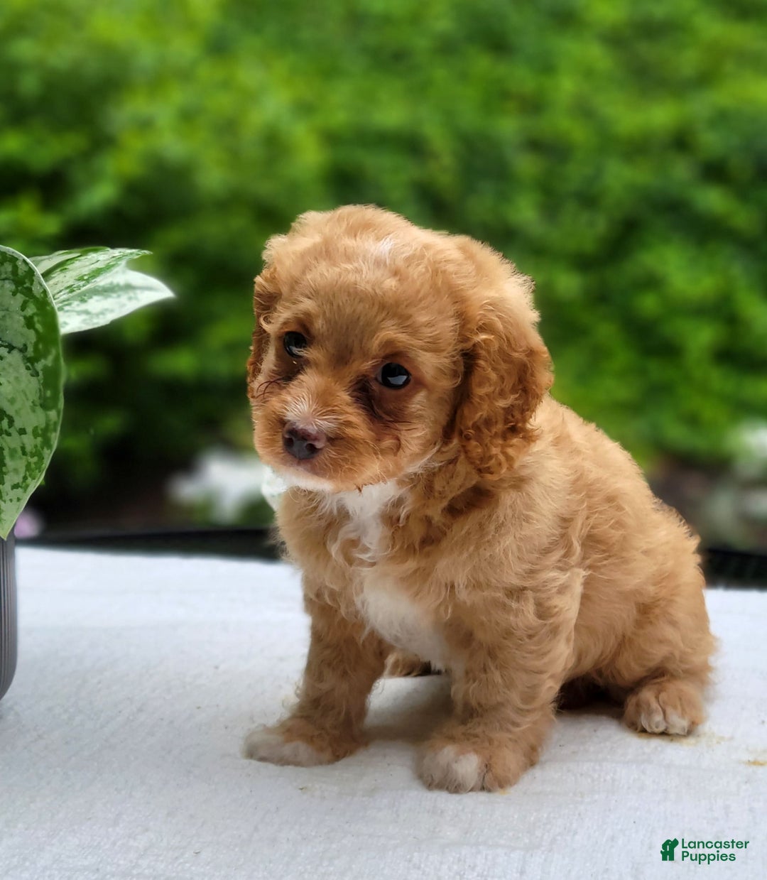 Cavapoo dogs for sale: Poppy - Image 1