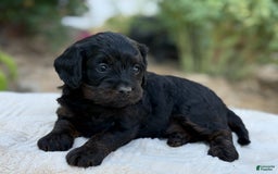 Cavapoo dogs for sale: Luna - Image 5