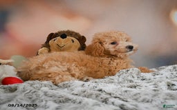 Bichpoo dogs for sale: Jessica - Image 5